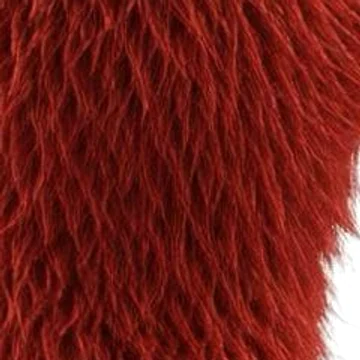 Close-up of Zawsters' shaggy red fur